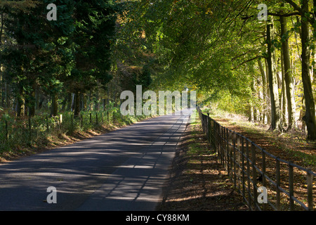 Sunlight shining through trees onto a road giving dappled and striped shadows, the trees forming a kind of tunnel Stock Photo