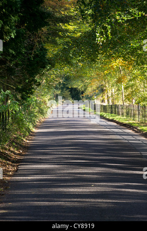 Sunlight shining through trees onto an empty road giving dappled and striped shadows, the trees forming a kind of tunnel Stock Photo