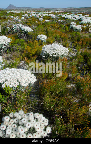 Table Mountain National Park, Western Cape, covered grass lands with flowerbeds, South Africa. Stock Photo