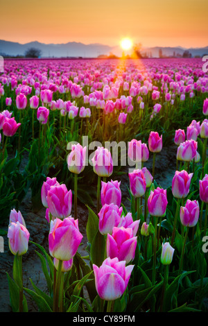 Tulip fields at sunrise in Skagit Valley in Mount Vernon, Washington, during the annual tulip festival Stock Photo