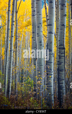 Aspens grove in the San Juan mountains of Colorado Stock Photo