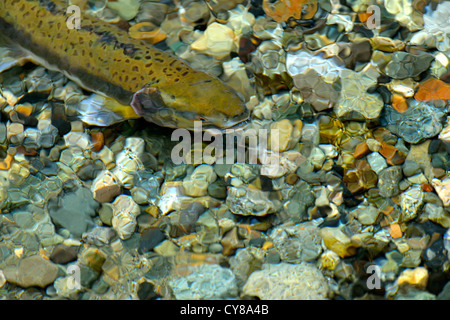 A close up image of a chum salmon swimming on a spawning bed Stock Photo