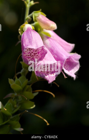 Pink foxglove growing in an English garden Stock Photo