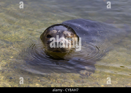 Common seal resting on the bottom (Phoca vitulina) Stock Photo