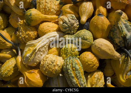 Gourds, farmers market, Brooklyn, NY Stock Photo