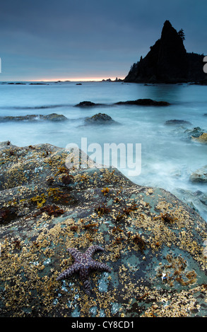 Seastar and sea stack at dusk, Rialto Beach, Olympic National Park, Washington State, USA Stock Photo