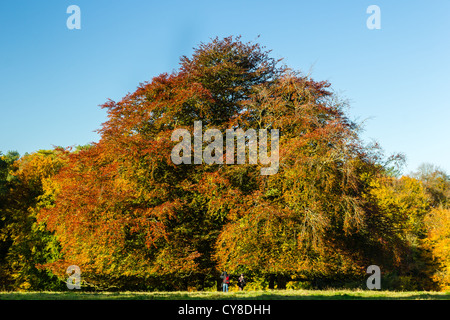 A large Maple tree showing brown, orange and yellow autumn colours on a sunny day Stock Photo