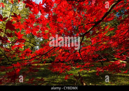Backlit red Japanese Acer (maple) leaves in woodland in the fall Stock Photo