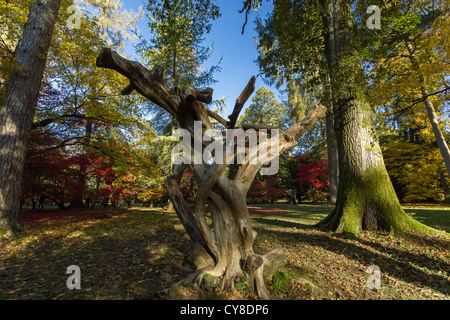 A gnarled twisted tree stump in a forest in autumn Stock Photo