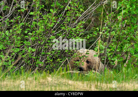 An adult female grizzly bear peeking out from a ditch Stock Photo