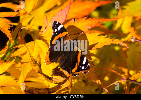 Red Admiral butterfly sitting on a yellow Maple leaf in Autumn Stock Photo