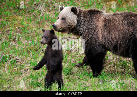 A mother and cub Grizzly bears Stock Photo - Alamy