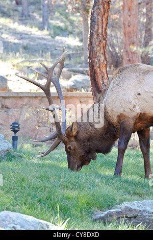 A large bull elk grazes on the lawn of a bed and breakfast during the fall rutting season. Estes Park, Colorado Stock Photo
