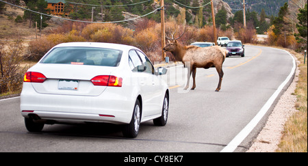 A large bull elk stands in the middle of the road backing up traffic on both sides. Estes Park, Colorado Stock Photo