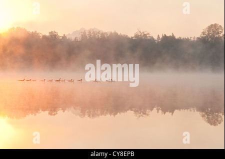 Sunrise in fog Lake Cassidy reflections with geese Stock Photo