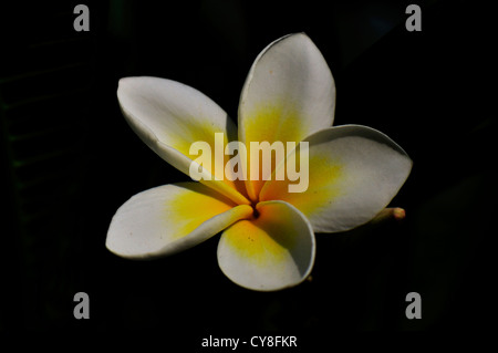 white flower 3d background wallpaper for walls Stock Photo - Alamy
