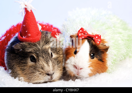 Funny Animals. Guinea pig Christmas portrait Stock Photo