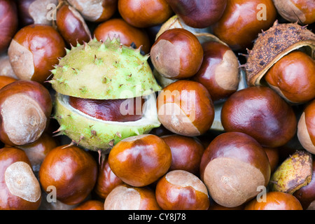 Aesculus hippocastanum. A collection of horse chestnuts. Stock Photo