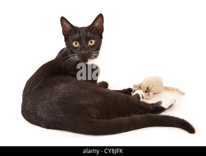 Black green-eyed cat lying isolated on white background Stock Photo - Alamy