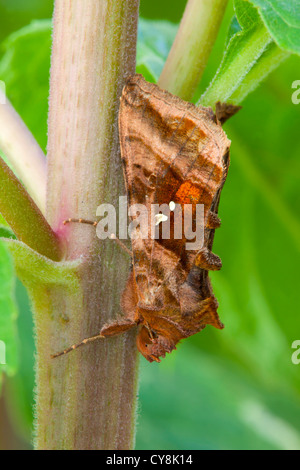 Beautiful Golden Y Moth; Autographa pulchrina; on stem; UK Stock Photo