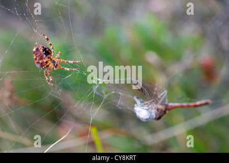 Garden Spider; Araneus diadematus; with a Common Darter caught in its web; UK Stock Photo