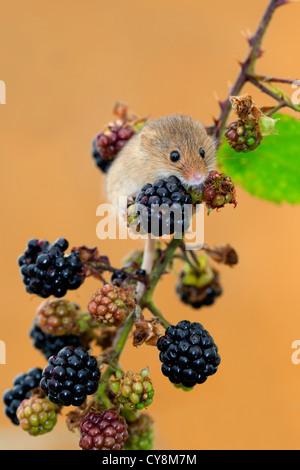 Harvest Mouse; Micromys minutus; blackberries; UK; captive; Stock Photo