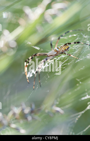 Wasp spider (Argiope bruennichi) Stock Photo