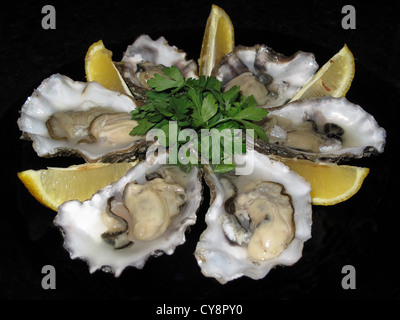 Oysters from Whitstable inKent ona black background Stock Photo