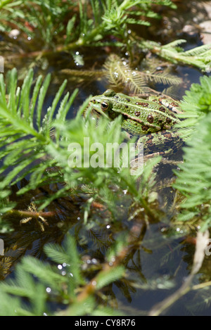 Green frog in pond Stock Photo