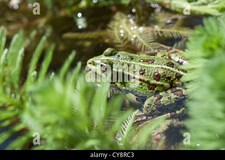 Green frog in pond Stock Photo