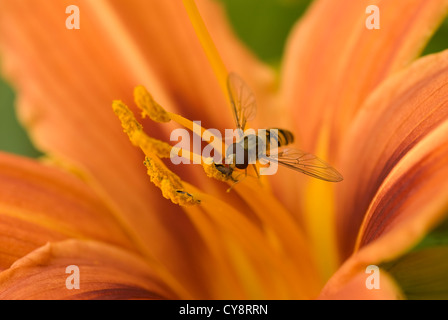 Hemerocallis fulva, Lily, Daylily orange. Stock Photo