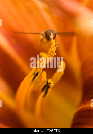 Hemerocallis fulva, Lily, Daylily orange. Stock Photo
