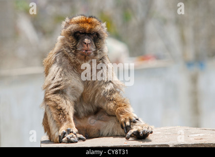 Barbary macaques, Macaca sylvanus in Gibraltar, overseas British territory, United Kingdom, UK Stock Photo