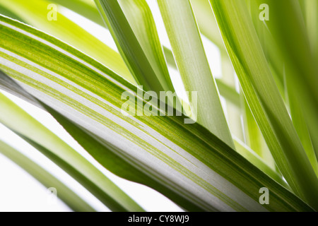 Chlorophytum comosum, Spider plant. Stock Photo