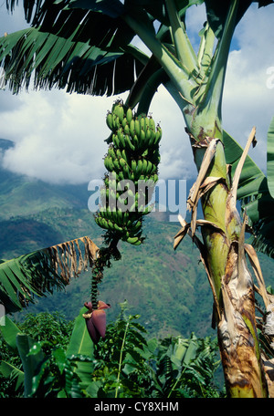 Musa acuminata, Banana. Stock Photo