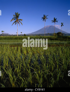 Oryza sativa, Rice. Stock Photo