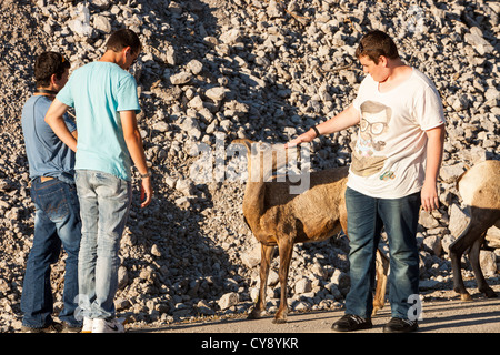 Female Big Horn Sheep (Ovis canadensis) and tourists in Jasper National Park, Rocky Mountains, Canada Stock Photo