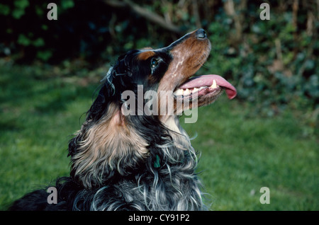 SIDE VIEW OF BEAUTIFUL COCKER SPANIEL TRICOLOUR/ ENGLAND Stock Photo