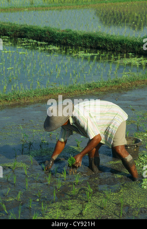 Oryza sativa, Rice. Stock Photo