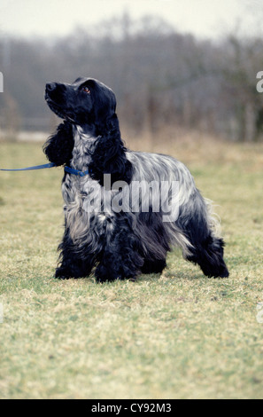 COCKER SPANIEL OUTSIDE ON LEASH/ ENGLAND Stock Photo