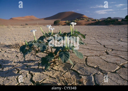 Brugmansia cultivar, Angels trumpets. Stock Photo