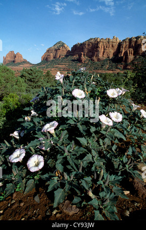 Brugmansia cultivar, Angels trumpets. Stock Photo