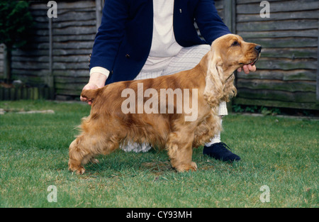 COCKER SPANIEL AT DOG SHOW/ ENGLAND Stock Photo