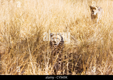 Two cheetah running in the bush in the game reserve of Okonjima in Namibia, north of Windhoek Stock Photo