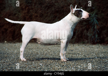 SIDE VIEW OF BULL TERRIER STANDING OUTSIDE/ ENGLAND Stock Photo