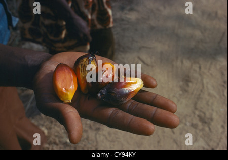Elaeis guineensis, Oil palm. Stock Photo