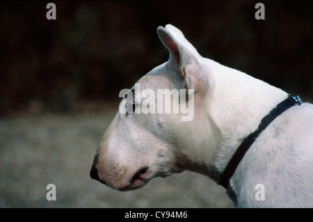CLOSE UP OF BULL TERRIER OUTSIDE/ ENGLAND Stock Photo