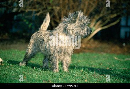 ADORABLE CAIRN TERRIER IN FIELD/ENGLAND Stock Photo