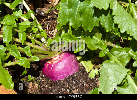 Turnip Purple Top Milan Stock Photo