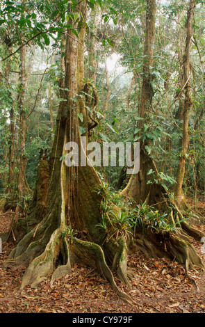 Pterocarpus officinalis, Dragonsblood Tree. Stock Photo